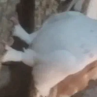 سفید نرهوایی بزن