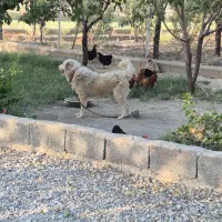 واگذاری سگ|سگ|گلپایگان, |دیوار