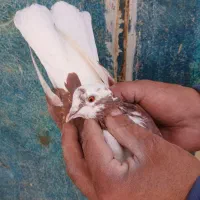 کبوتر‌پرشی