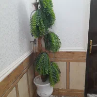 فروش درختچه