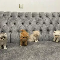 کانال گربه میوهاپ ( پرشین / بریتیش / اسکاتیش )|گربه|اصفهان, جلفا|دیوار