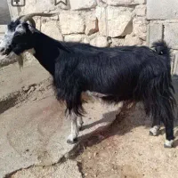 یک راس بز سرحال‌ کیلویی‌ ۵۷۰