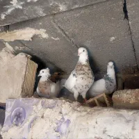 کفتر عالی عشق بازا می‌ دونن این چیه|پرنده|رودشت (چهارمحال و بختیاری), |دیوار