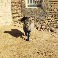 شیشک قوچ رومانوف اصل بذری ،بره اصیل|حیوانات مزرعه|بختگان, |دیوار