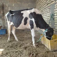 گاو باردار