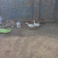 تعویض با مرغ هم می‌کنم