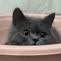 گربه بالغ بریتیش بلو