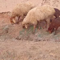 مال داشتی|حیوانات مزرعه|اسفراین, |دیوار