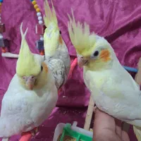 عروس هلندی سرلاکی مرغ عشق قناری طوطی کبوتر فنچ