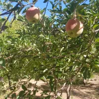 باغ نقلی|فروش زمین و ملک کلنگی|تیران, |دیوار