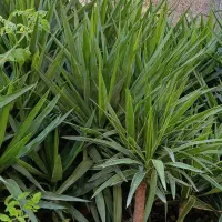 گل یوکا|گل و گیاه طبیعی|عباس‌آباد, |دیوار