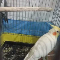 عروس هلندی مولد بدون قفس