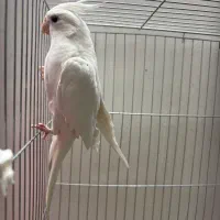 عروس هلندی|پرنده|سیرجان, |دیوار