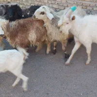 میش تغل چپش اردکان|حیوانات مزرعه|اردکان, |دیوار