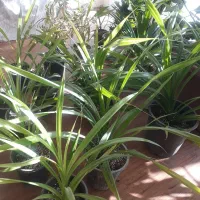 گل وگیاه|گل و گیاه طبیعی|گلبهار, شهر جدید گلبهار|دیوار