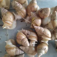 حلزون|خزنده|خمینی‌شهر, |دیوار