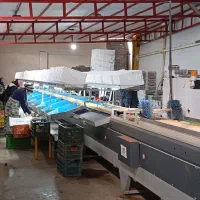 کارگر خانم  بسته بندی کیوی