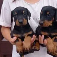 روت وایلر آمریکن دوبرمن اروپایی توله با برگه اصالت|سگ|تهران, اقدسیه|دیوار