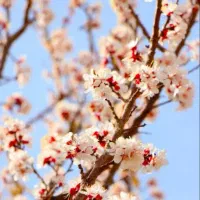 برای محافظت از گل درختان میوه چه باید کرد