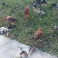 واکسن خورده سلام|حیوانات مزرعه|سنگر, |دیوار