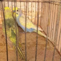 مرغ عشق رنگین کمانی ...اسپانگل گلد و رنگ خاص