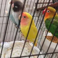 طوطی برزیلی|پرنده|فومن, |دیوار