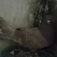 تهرانی ماده|پرنده|خاش, |دیوار