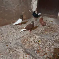کبوتر رنگی فروش و معاوضه