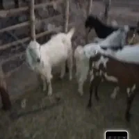 فروش گوسفند