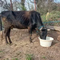 لیشه سمینتال