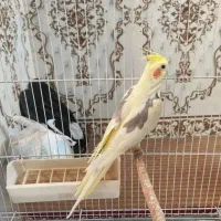 عروس هلندی