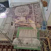 عروس هلندی فروشی|پرنده|قم, کلهری|دیوار