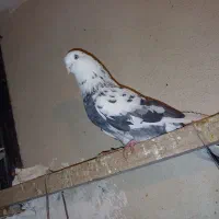 کبوتر قدیم تهران|پرنده|ری, دیلمان|دیوار