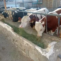 گوساله نر سیمینتال|حیوانات مزرعه|پیشخور, |دیوار