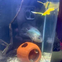 فلاور ابی تایسلیک|ماهی|تهران, نیروی هوایی (پیروزی)|دیوار