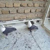 کبوتر