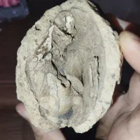 فسیل استخوان داخل سنگ