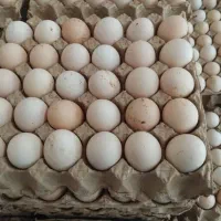 تخم مرغ شکسته و نوکی