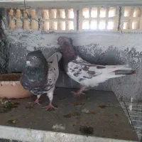 کبوتر کله ای