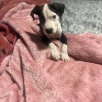 سگ پیت بول ماده|سگ|تهران, نازی‌آباد|دیوار