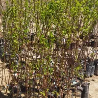 نهال  شهرستان رابر