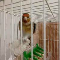 سهره قناری مستخون وکرمونی|پرنده|مشهد, حضرت حجت|دیوار