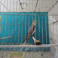 سهره چارگل کرمانی مرغ عشق قناری کوتوله عروس هلندی|پرنده|مشهد, شهید معقول|دیوار