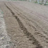 شخم زنی با کلتواتور ۱۰ اسب|خدمات باغبانی و درختکاری|ارومیه, |دیوار