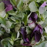 سبزی تازه نیشابور