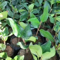 یاس هلندی|گل و گیاه طبیعی|کلاچای, |دیوار