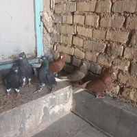احسین