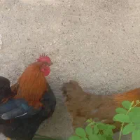 مرغ خروس