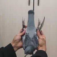 کبوتر پلاکی مسافتی|پرنده|شاهین‌شهر, عطار|دیوار