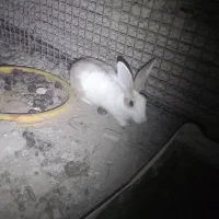 خرگوش